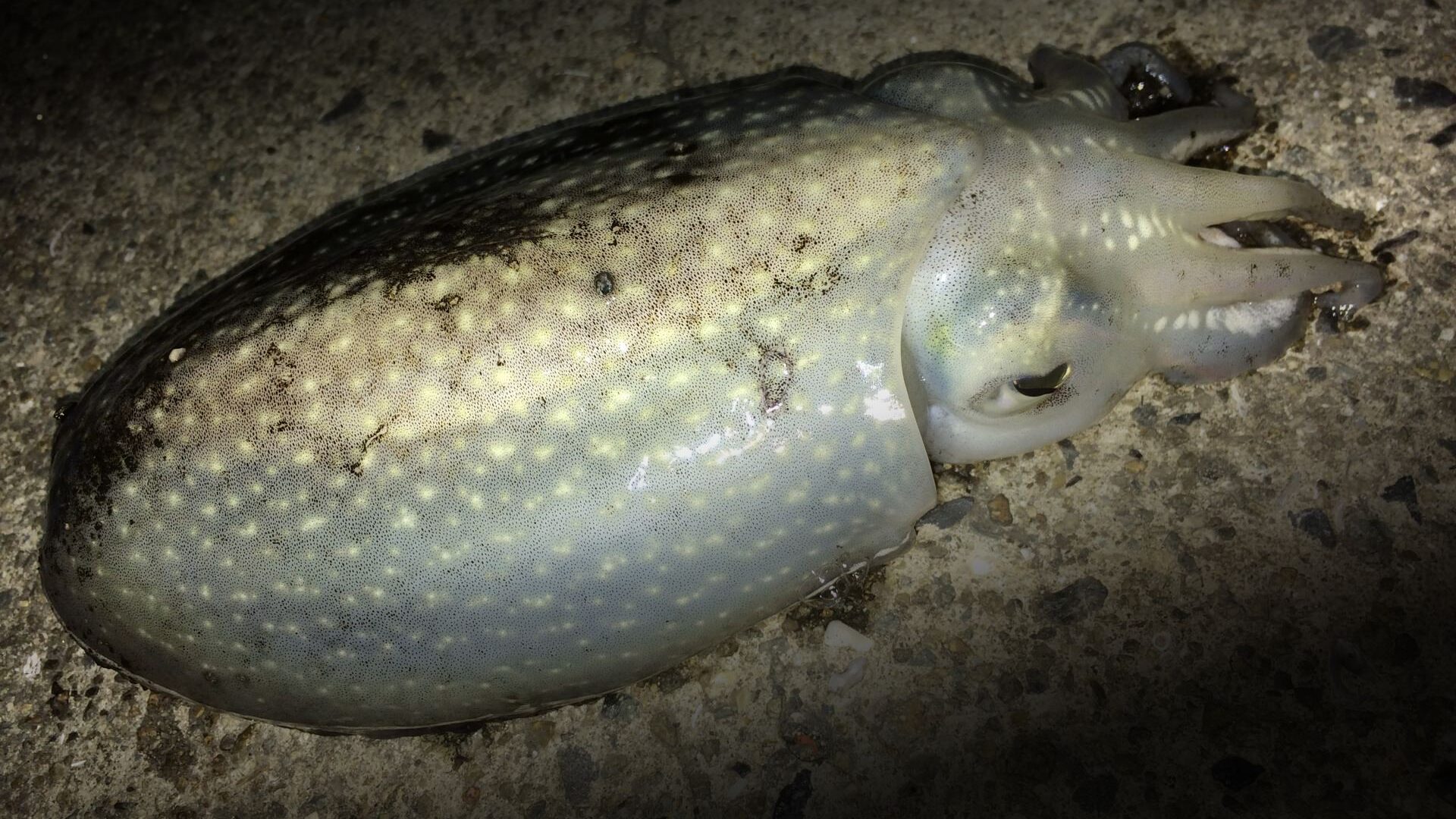 外道で釣れるコウイカ