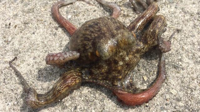 外道で釣れるタコ