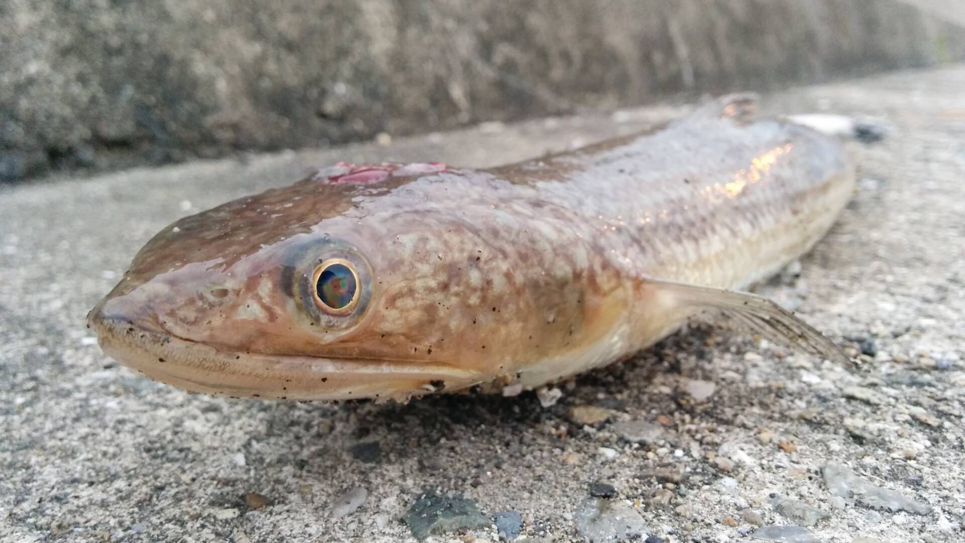 外道で釣れるエソ