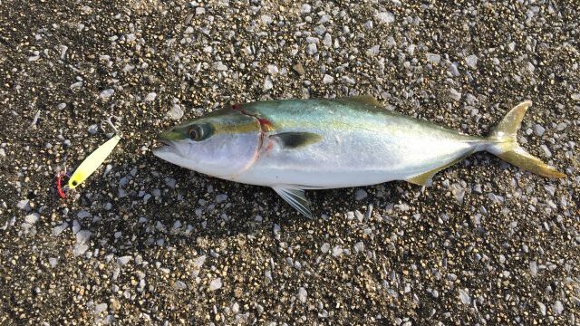 外道で釣れる青物
