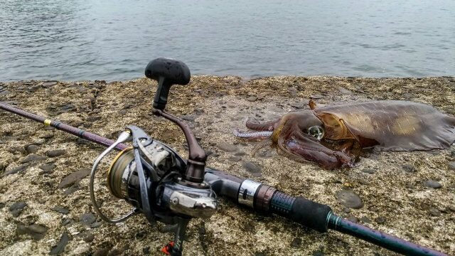 エギングで釣れたアオリイカと曇りの天気