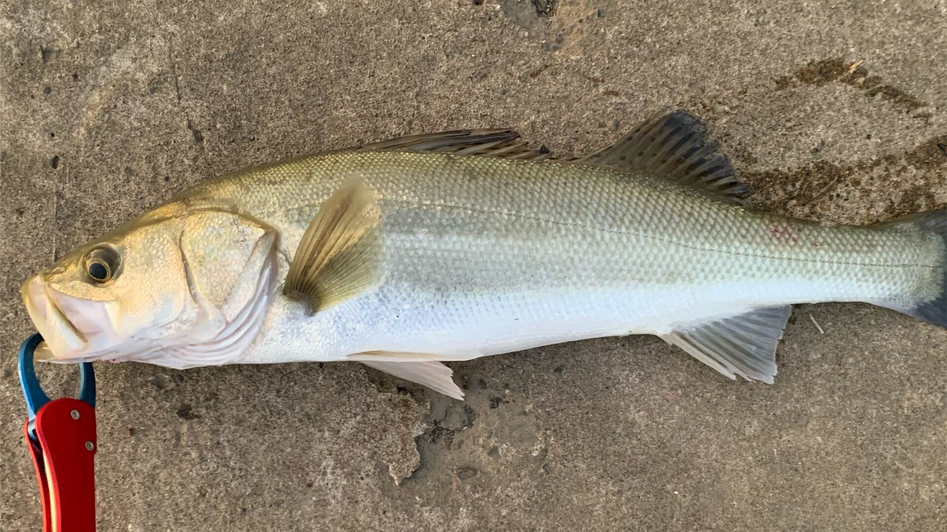 釣れたシーバス