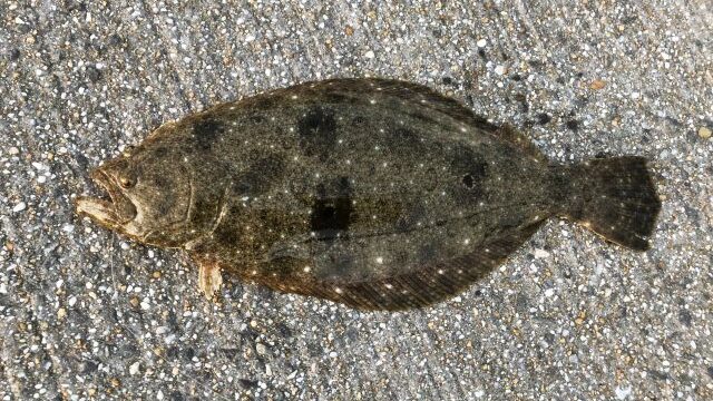 外道で釣れるヒラメ