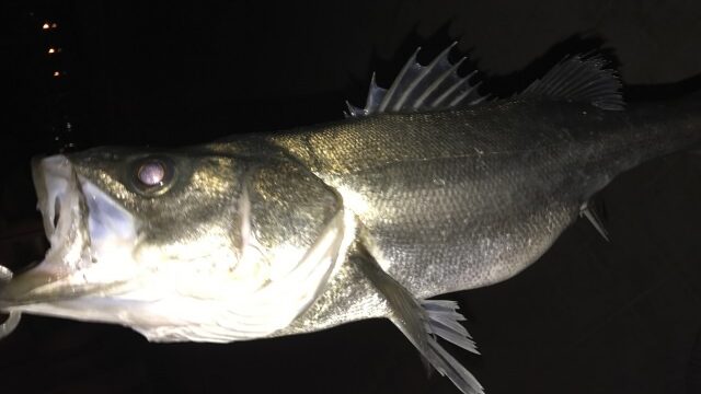 釣れたシーバス