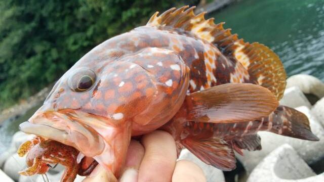 外道で釣れるハタ