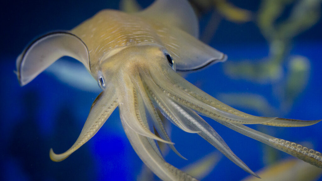 泳ぐアオリイカ