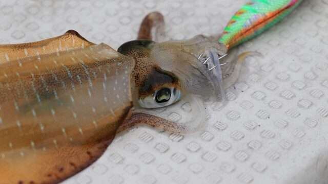 エギングで釣れたアオリイカ