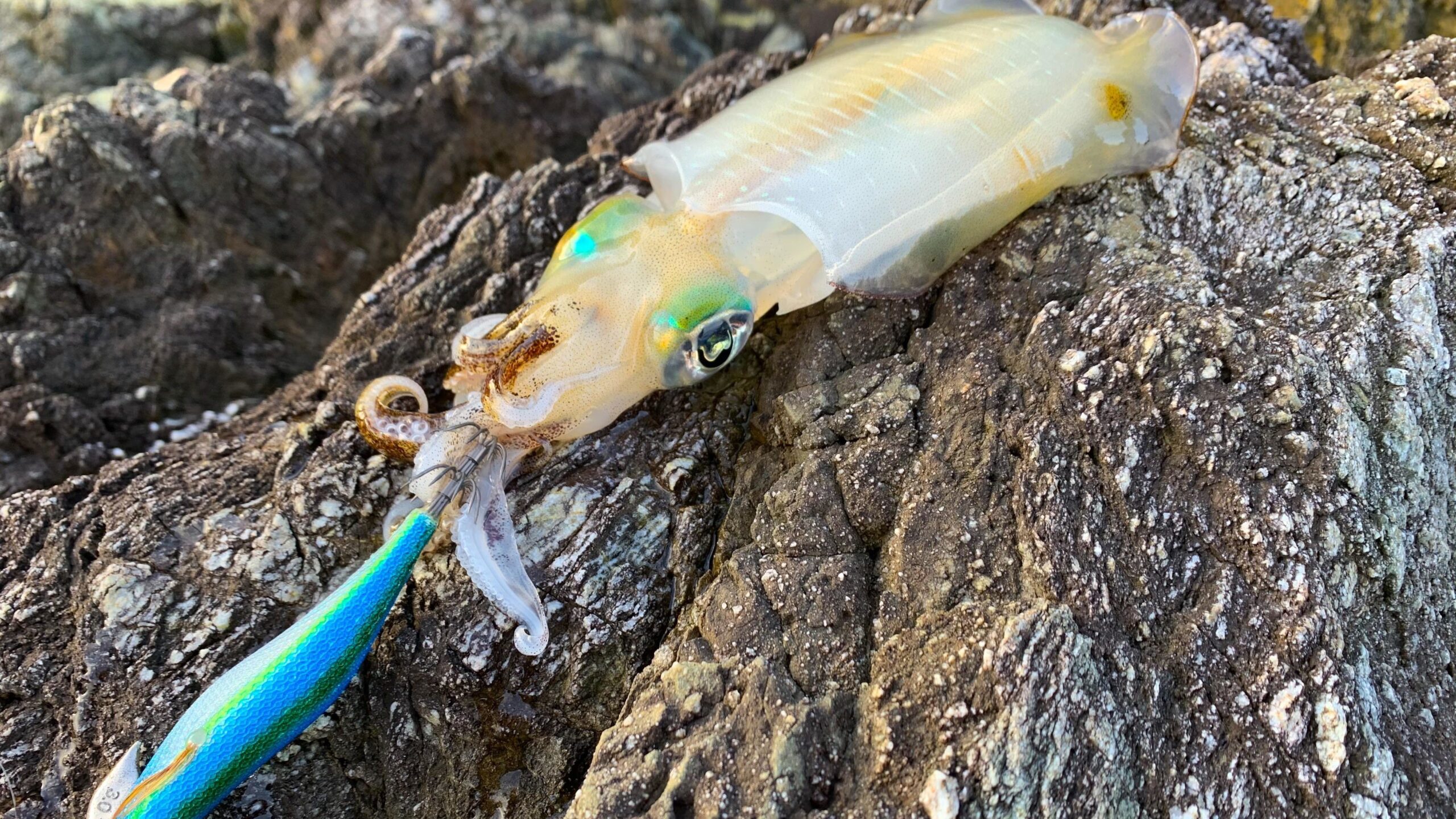 エギングをしてて実際に釣れたアオリイカ