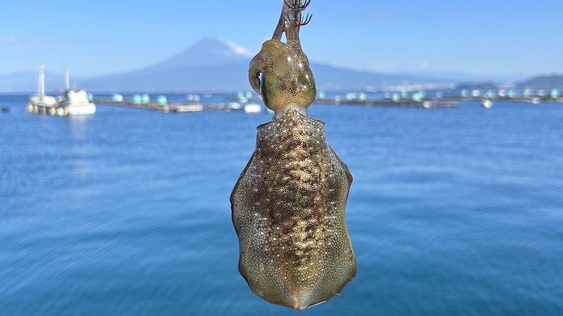 エギングで実際に釣れたアオリイカ