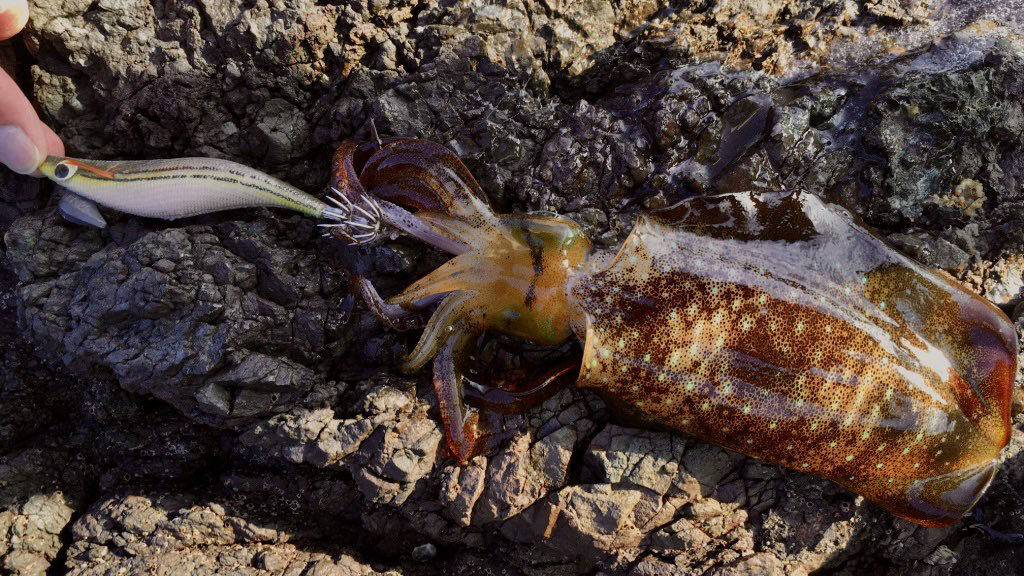 実際に釣れたアオリイカ