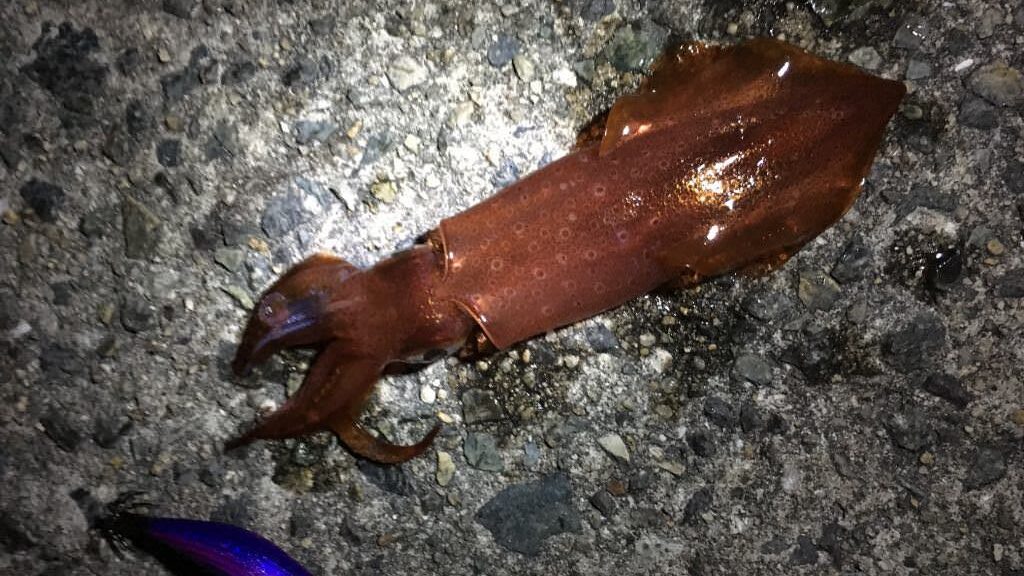 外道で釣れるケンサキイカ