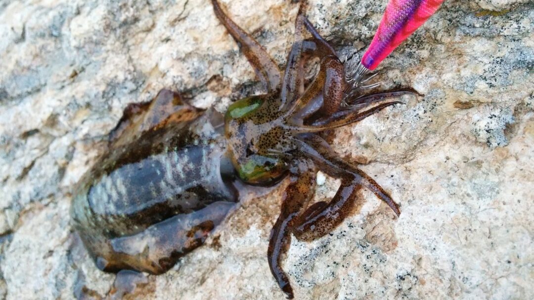 エギングで釣れたアオリイカ